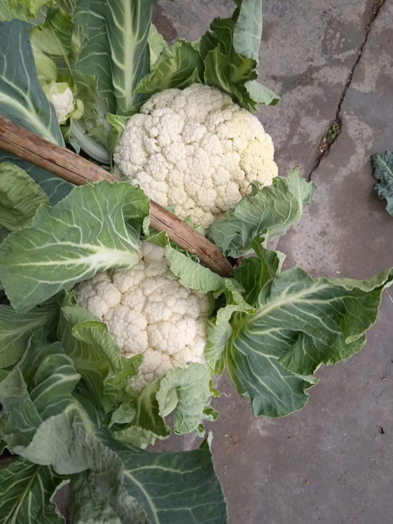 精品白菜花大量上市，货源充足，质量好，颜色好，