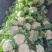 精品白菜花大量上市，货源充足，质量好，颜色好，