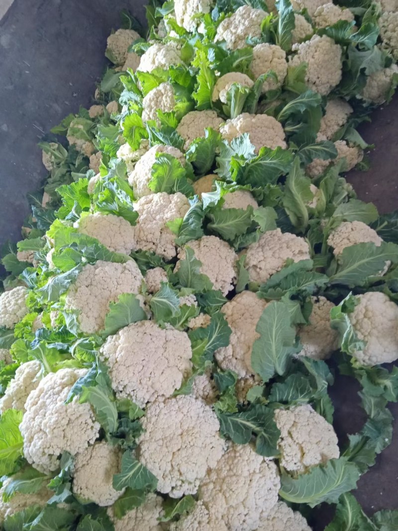 精品白菜花大量上市，货源充足，质量好，颜色好，