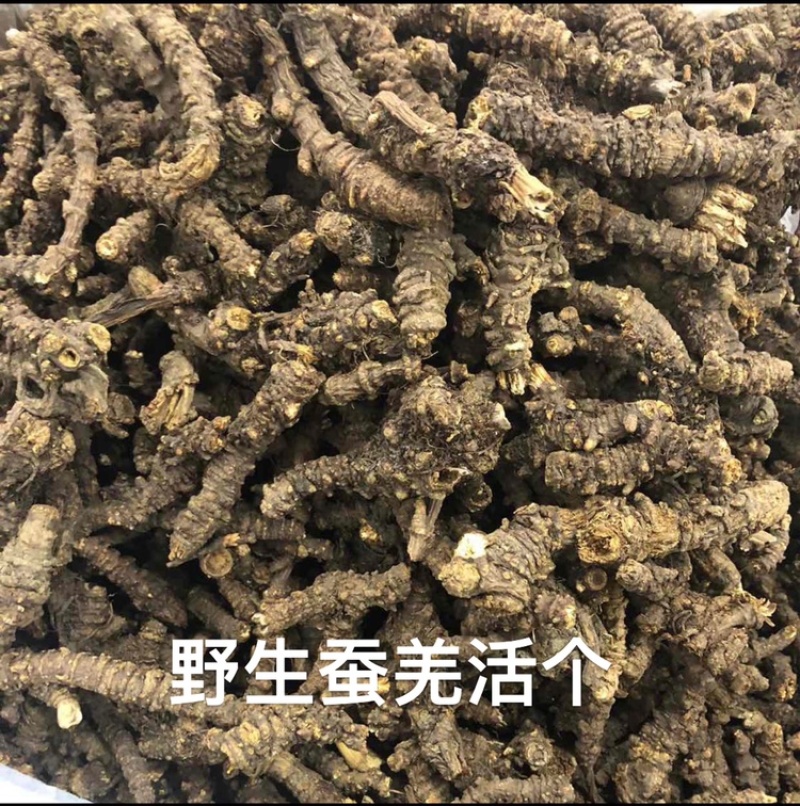 精选羌活新货中药材姜活蚕羌片野生竹节羌大头羌