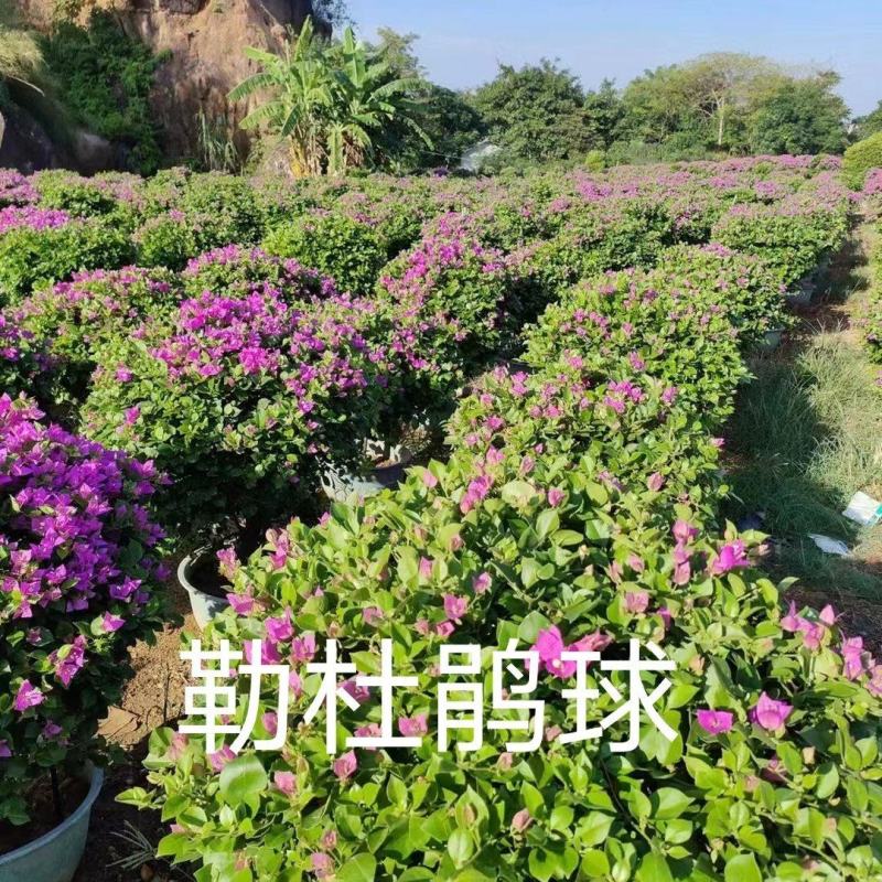 三角梅，勒杜鹃球，大量现货出售，一手货源