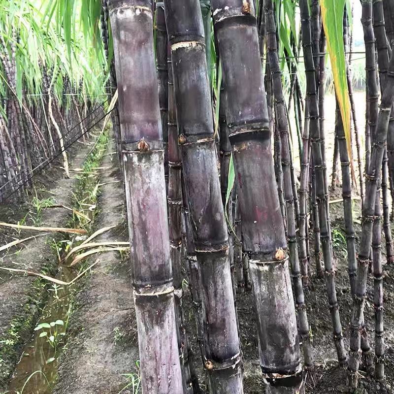 甘蔗水果甘蔗黑皮甘蔗一件代发包邮