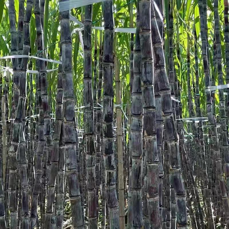 甘蔗水果甘蔗黑皮甘蔗一件代发包邮