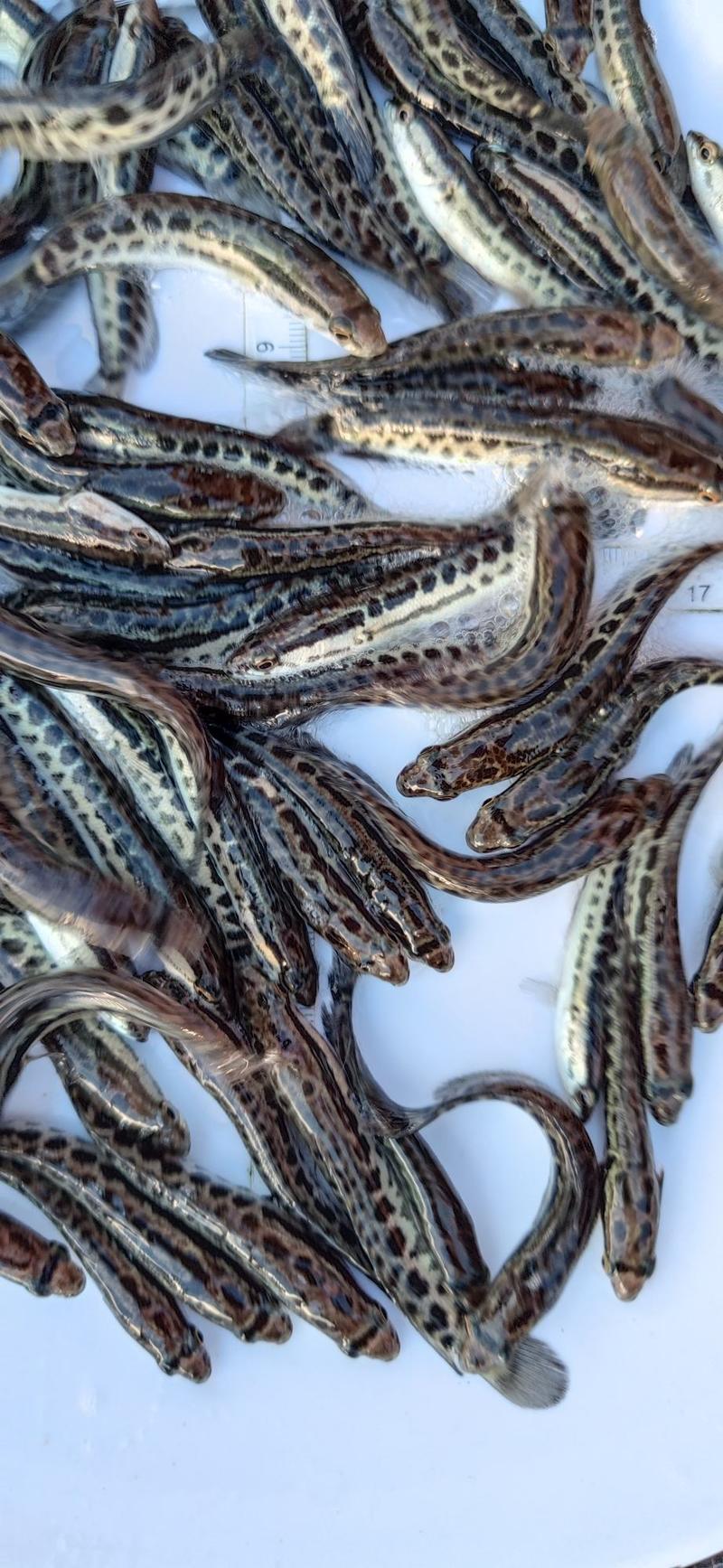 杂交黑鱼苗乌鱼苗乌鱼鳢鱼财鱼塘包活到手养殖技术指导