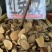 野生药材红穿破石状入石红川