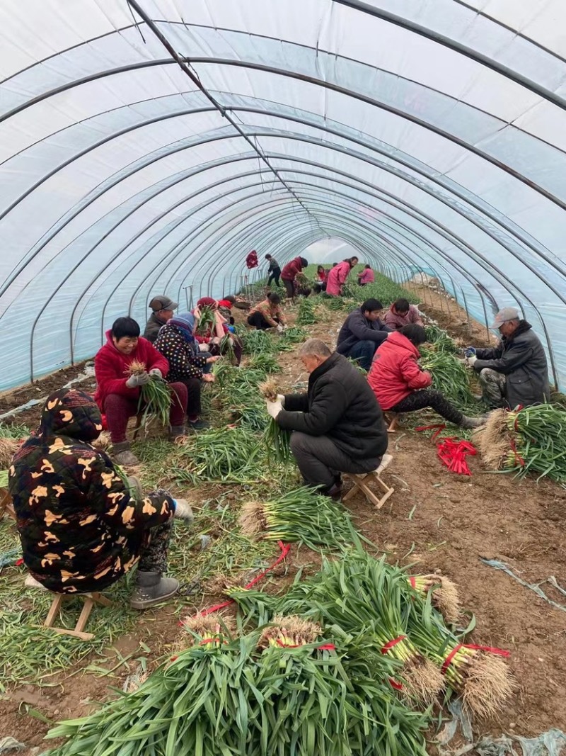 红根蒜苗大棚蒜苗红根水洗蒜苗自己工人小把做工好