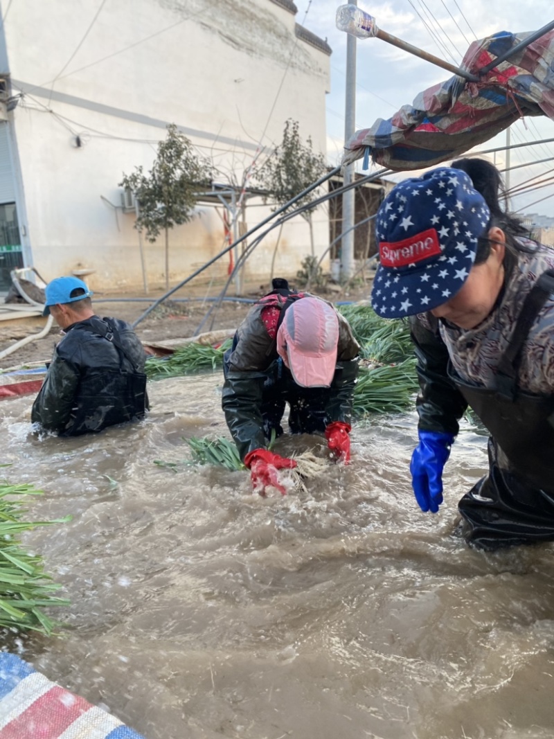 红根蒜苗大棚蒜苗红根水洗蒜苗自己工人小把做工好