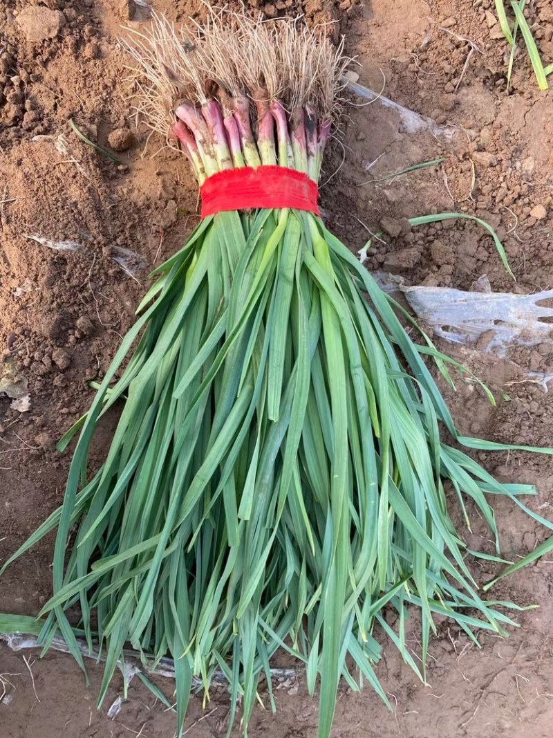 红根蒜苗大棚蒜苗红根水洗蒜苗自己工人小把做工好