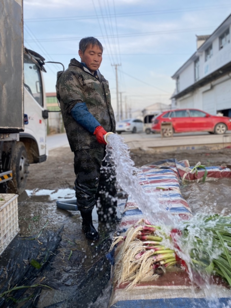 红根蒜苗大棚蒜苗红根水洗蒜苗自己工人小把做工好