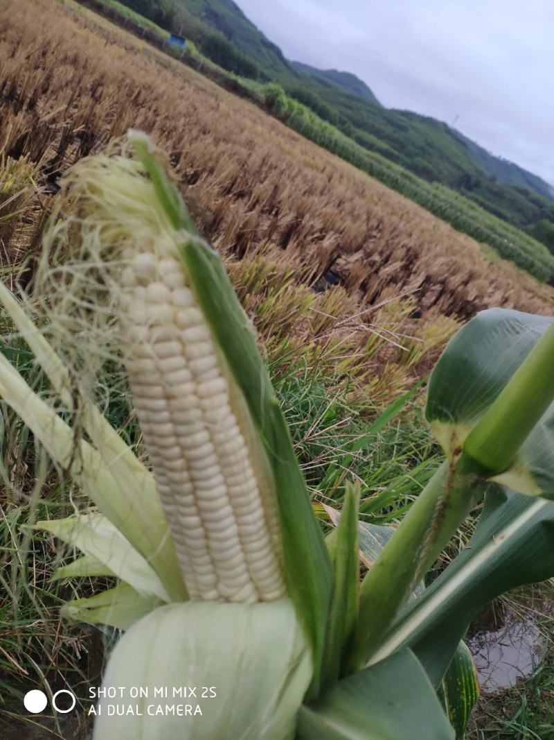 新鲜万糯2000玉米