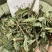 中草药小槐花饿蚂蝗饿蚂蟥抹草山蚂蝗