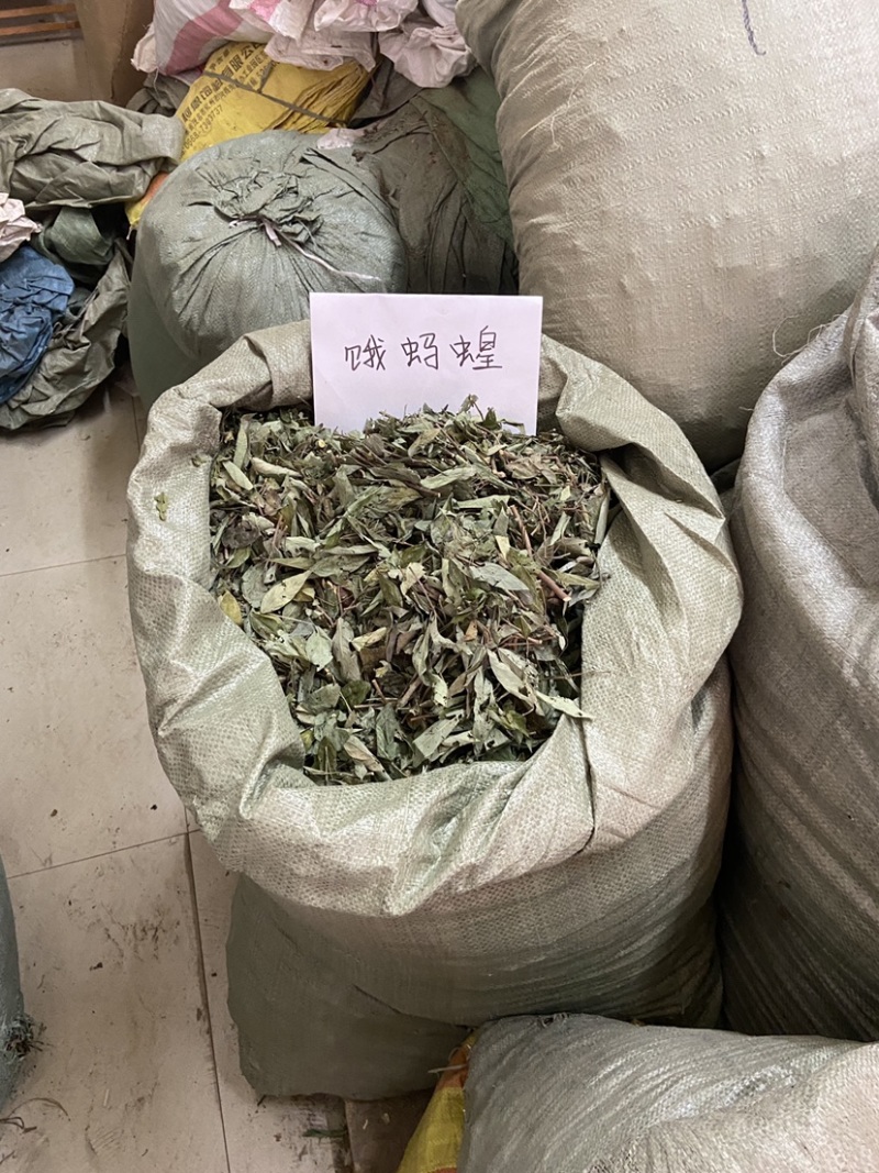 中草药小槐花饿蚂蝗饿蚂蟥抹草山蚂蝗