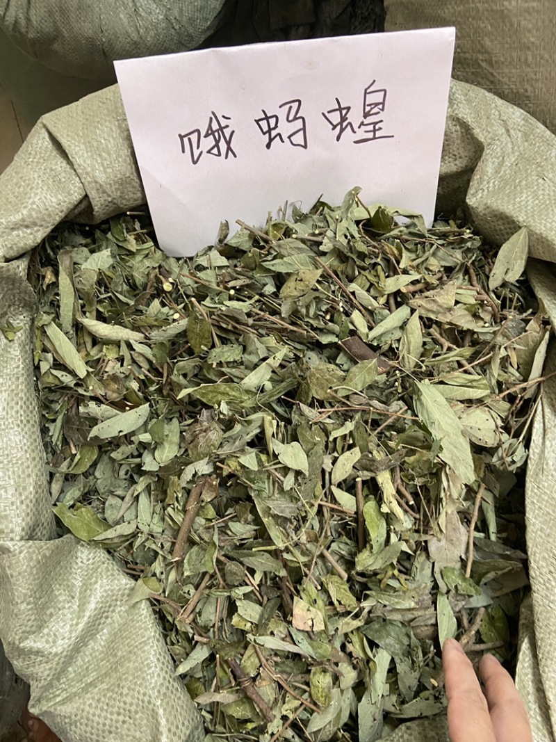 中草药小槐花饿蚂蝗饿蚂蟥抹草山蚂蝗