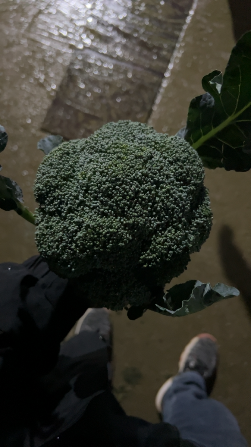 天门市，西兰花大量上市，自产自销，一手货源。
