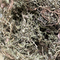 鹅不食草正品中药材鹅不食草野生