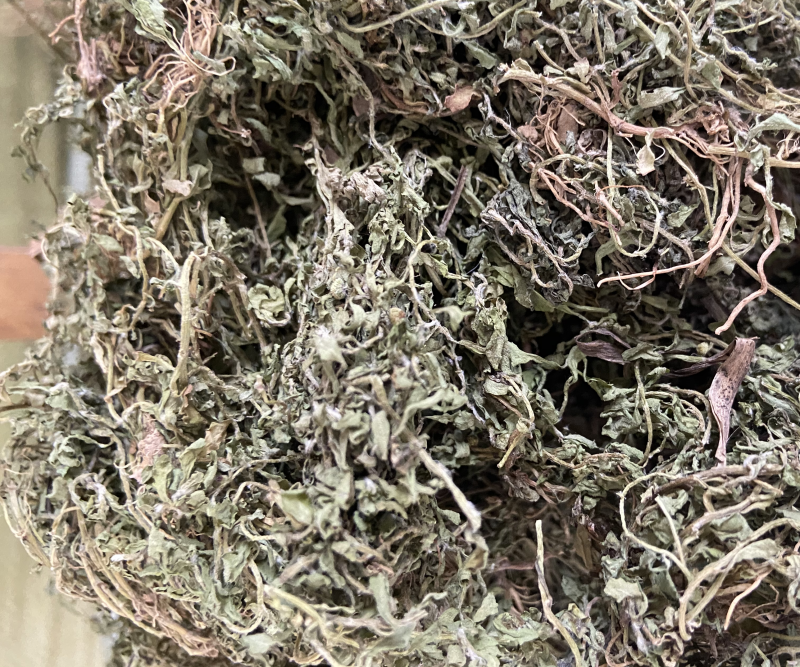 鹅不食草正品中药材鹅不食草野生