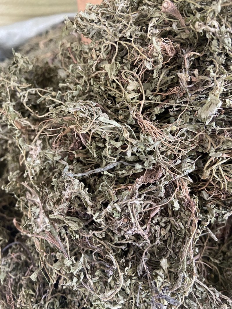 鹅不食草正品中药材鹅不食草野生
