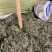 鹅不食草正品中药材鹅不食草野生