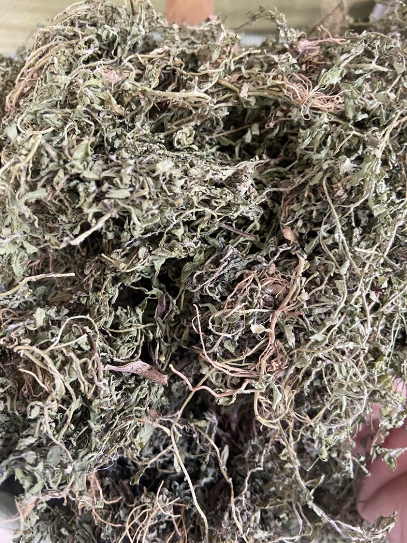 鹅不食草正品中药材鹅不食草野生