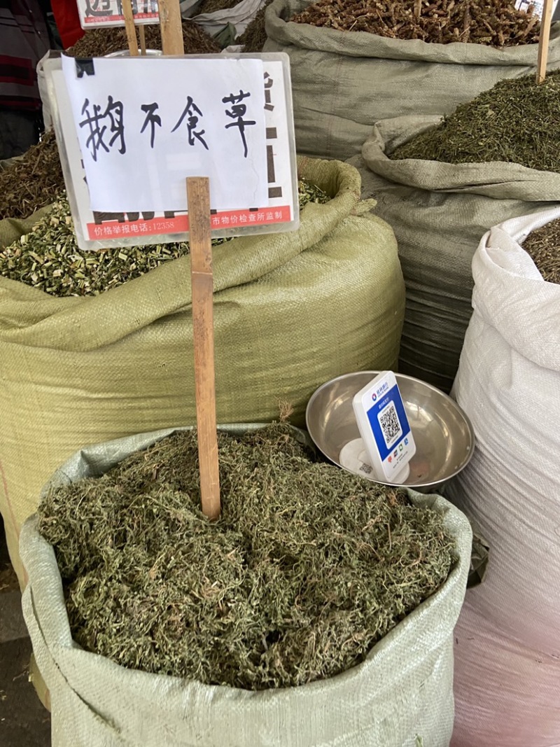 鹅不食草正品中药材鹅不食草野生