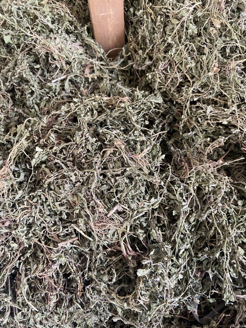 鹅不食草正品中药材鹅不食草野生