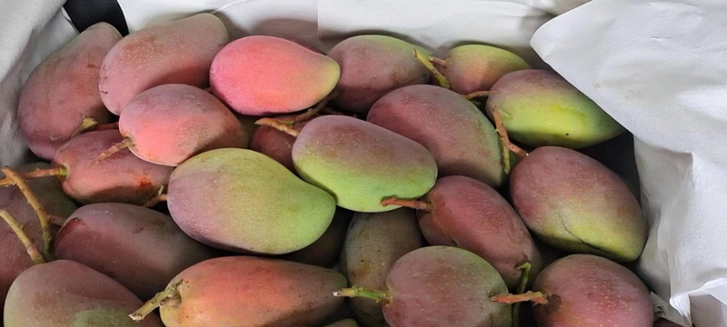 大青芒果肉用于制作水果沙拉的美食图片