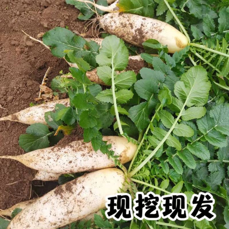 河南白萝卜基地直供大量上市提供一条龙服务