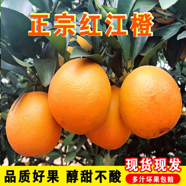 《推荐》广西正宗红江橙皮薄多汁纯甜，果型漂亮大量有货供应