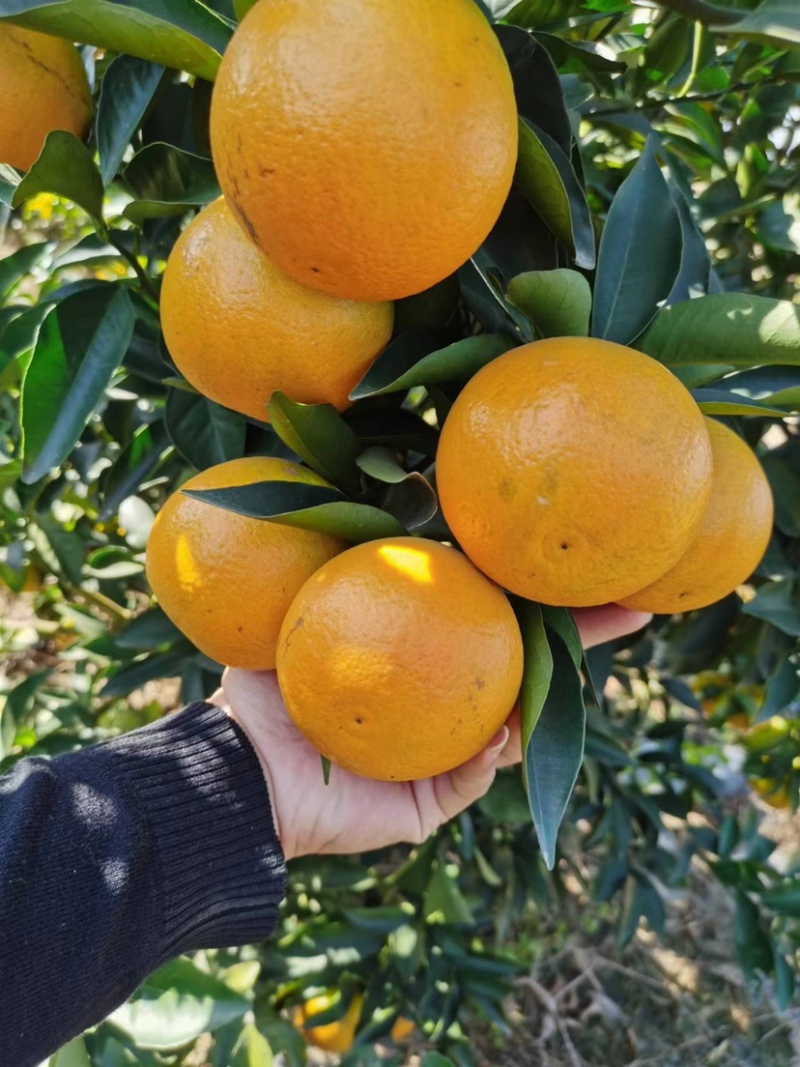 《推荐》广西正宗红江橙皮薄多汁纯甜，果型漂亮大量有货供应