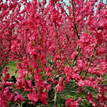 桃梅多层花品种纯正精心培培育