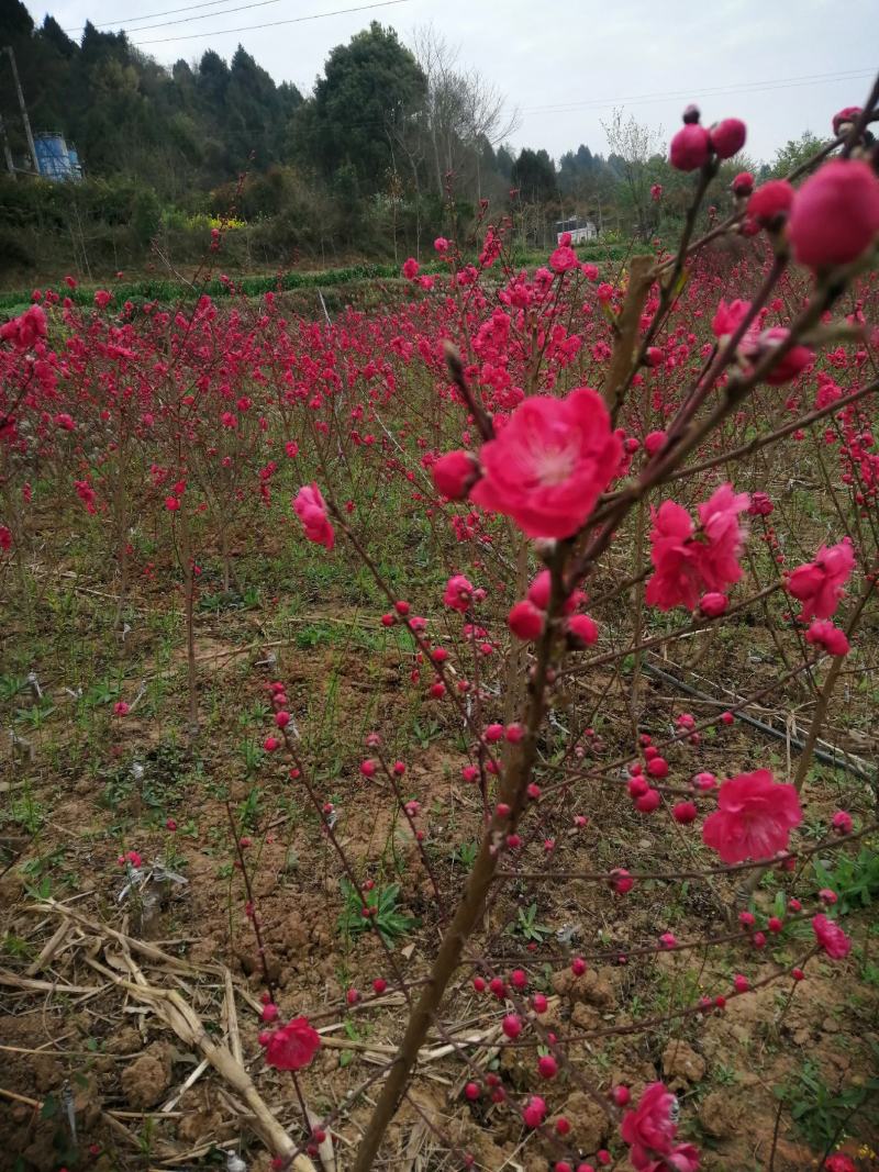 桃梅多层花品种纯正精心培培育