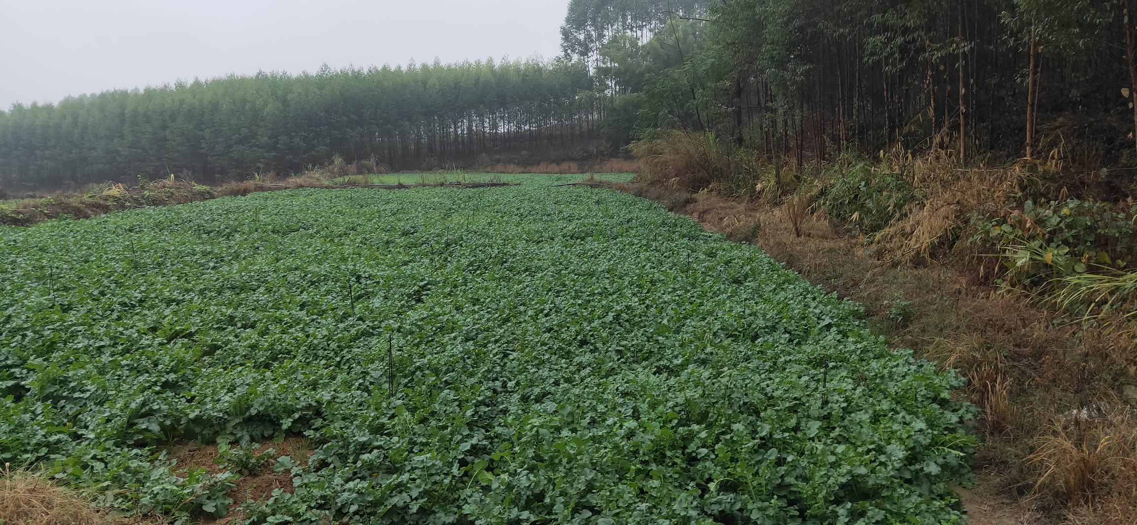 萝卜田间管理与病虫害防治现场