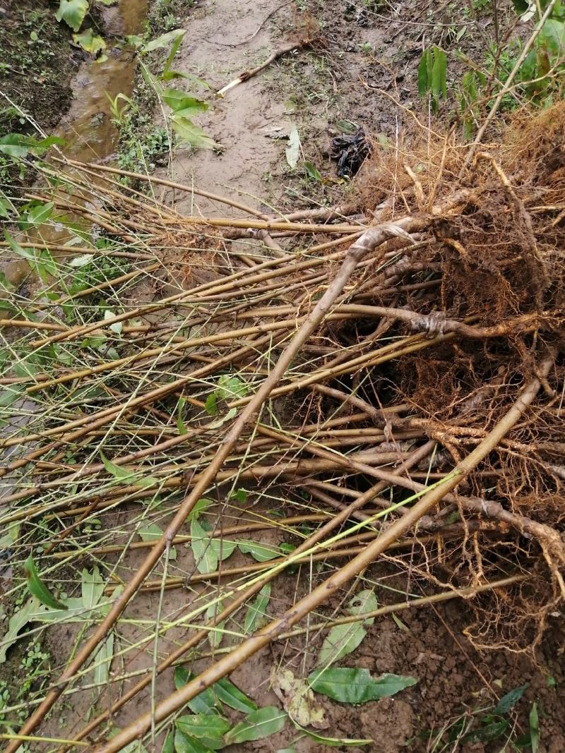 桃梅多层花品种纯正精心培培育