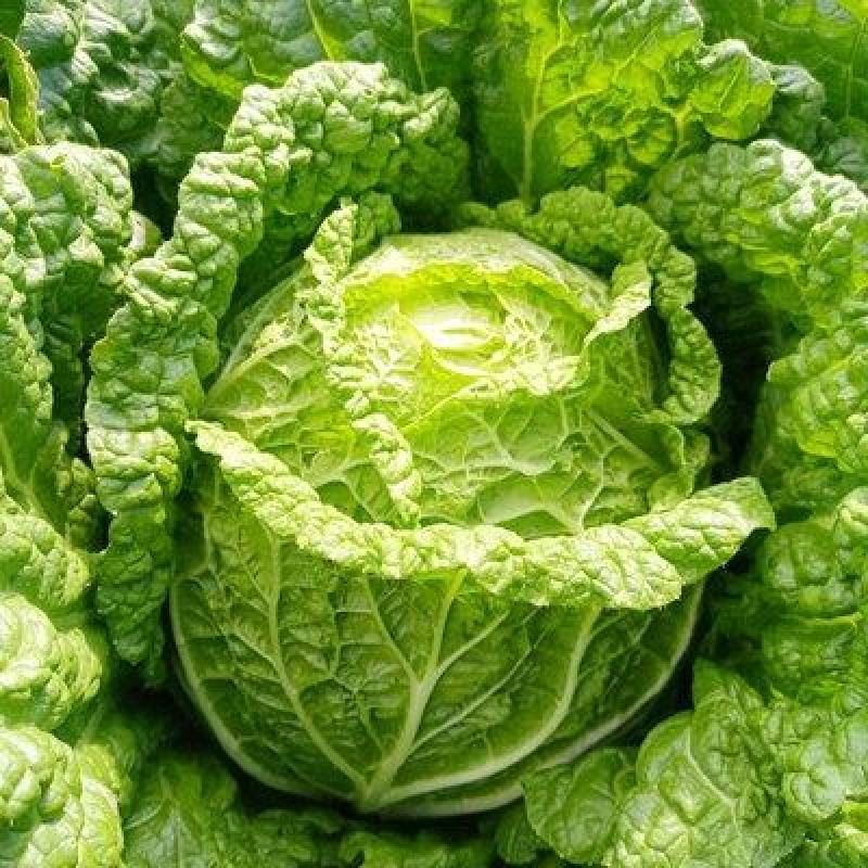 河南大白菜，青杂三号，基地直供量大从优欢迎来电咨询