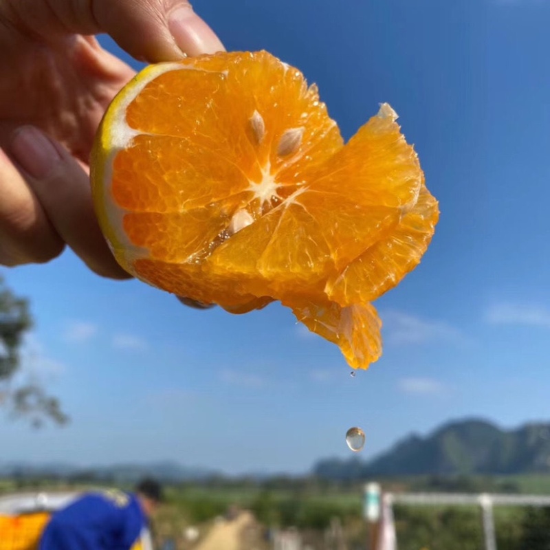 《推荐》广西正宗红江橙皮薄多汁纯甜，果型漂亮大量有货供应