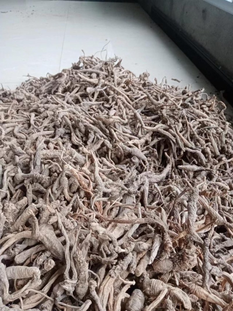 带皮药用泡参南沙参野生货干度好个头大欢迎各位前来咨询下单