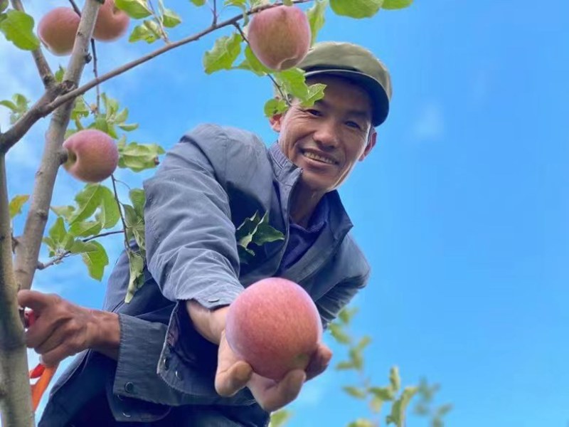 大凉山盐源嘎啦苹果大量上市中量大从优全国发货一件代发