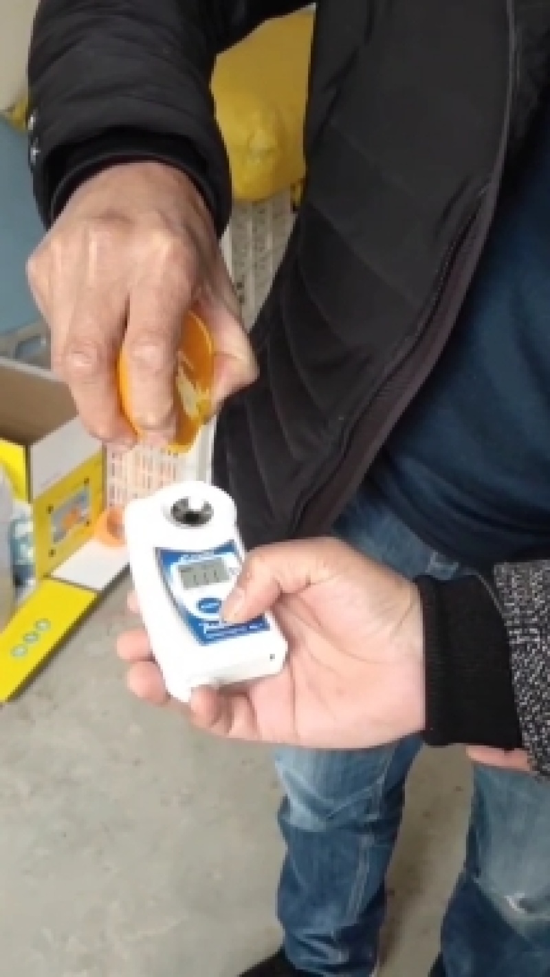 纽荷尔脐橙颜色火红无籽无渣口感甜支持视频看货可供商超批发