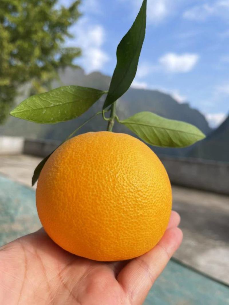 纽荷尔脐橙颜色火红无籽无渣口感甜支持视频看货可供商超批发
