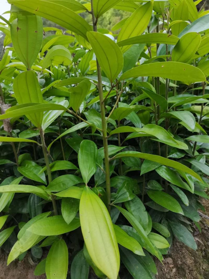 肉桂苗肉桂皮树苗自家基地欢迎到苗场参观
