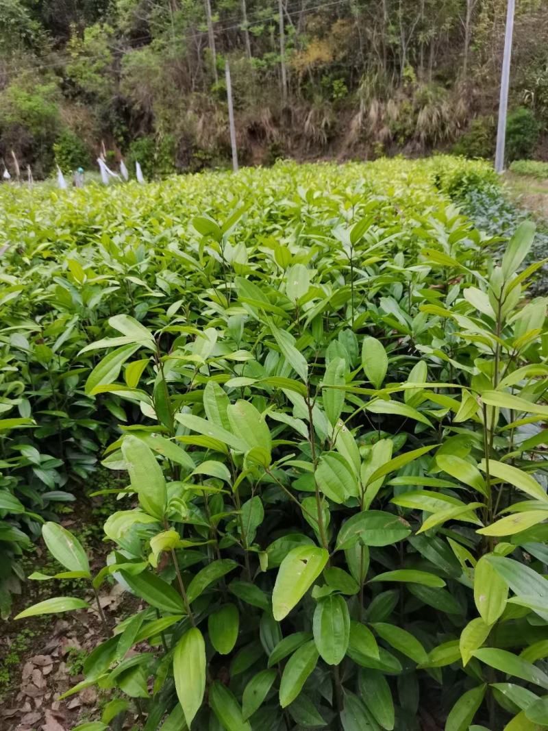 肉桂苗肉桂皮树苗自家基地欢迎到苗场参观