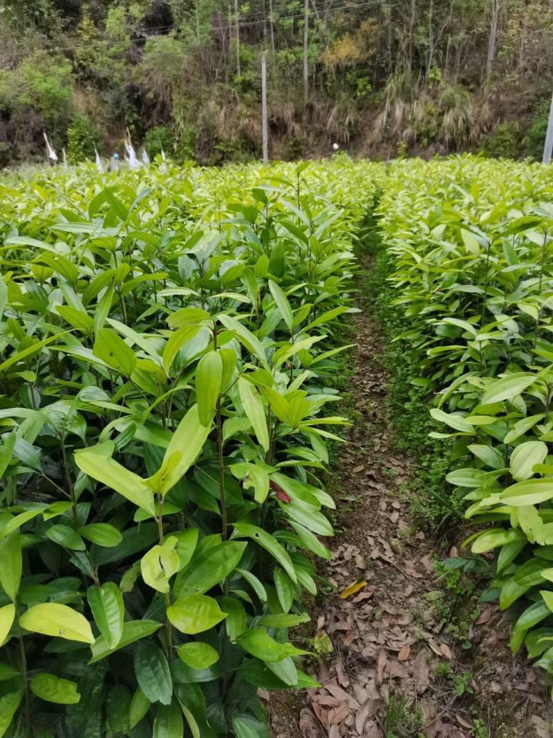 肉桂苗肉桂皮树苗自家基地欢迎到苗场参观