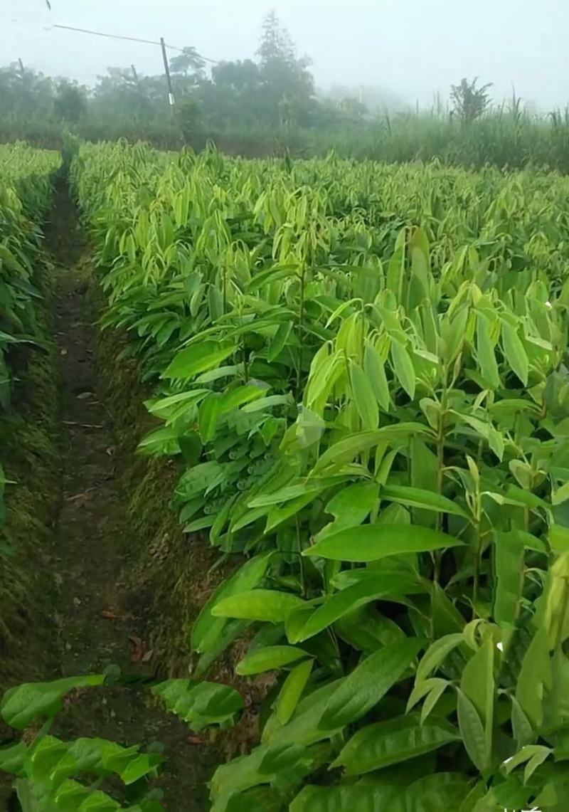 肉桂苗肉桂皮树苗自家基地欢迎到苗场参观