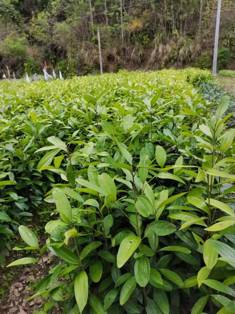 肉桂苗肉桂皮树苗自家基地欢迎到苗场参观