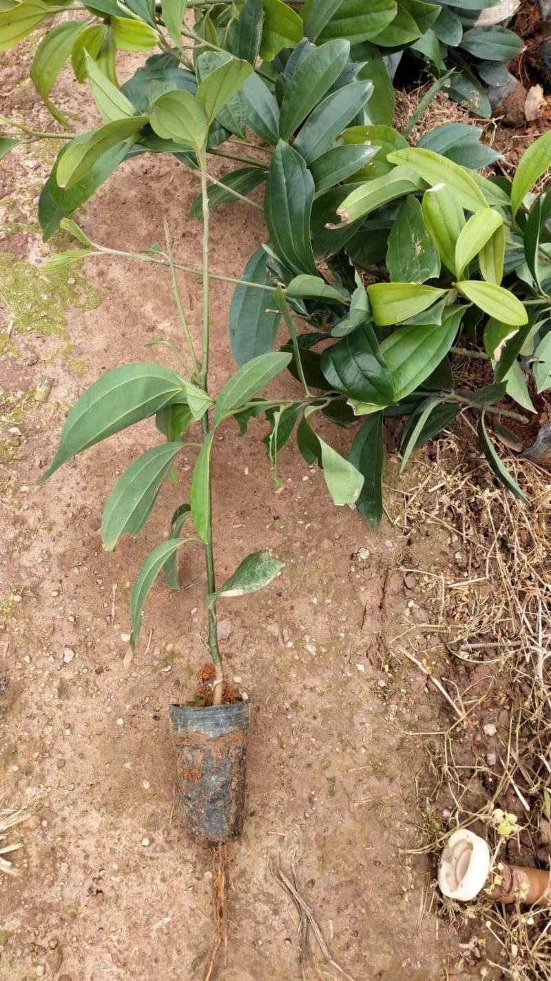 肉桂苗肉桂皮树苗自家基地欢迎到苗场参观