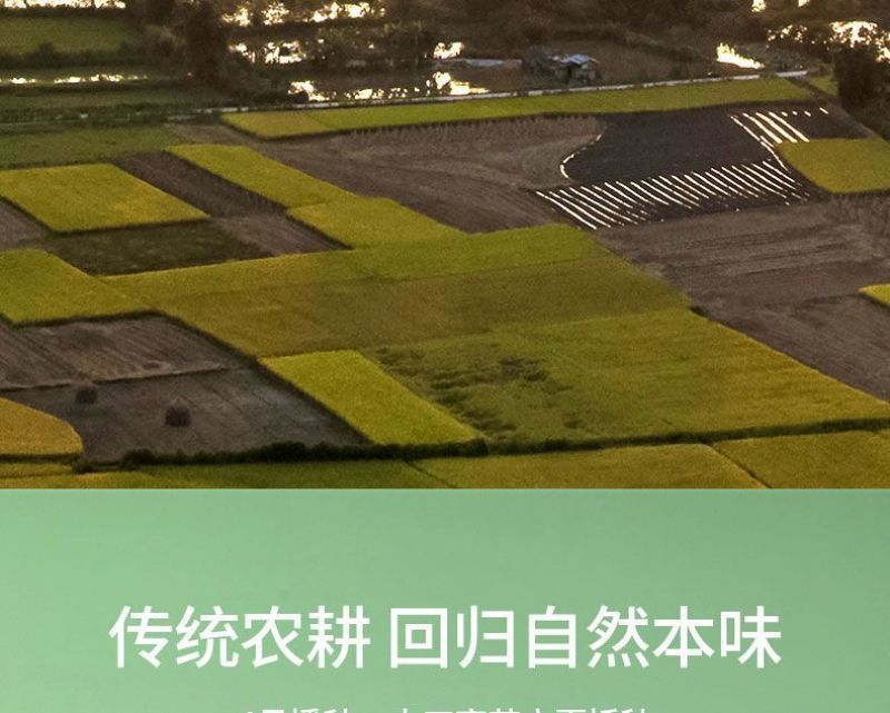 五常稻花香10斤新米批发东北2O亩产地直发当季新米包邮