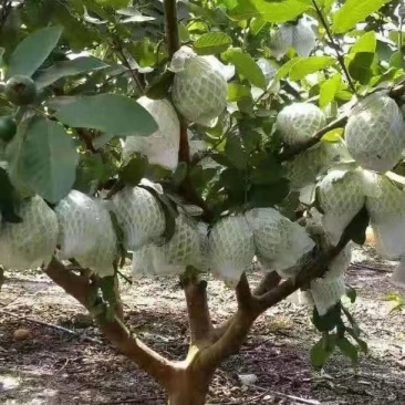 广东湛江廉江珍珠番石榴红心番石榴（芭乐）产地直供一手货源