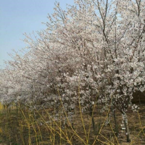 染井吉野樱花