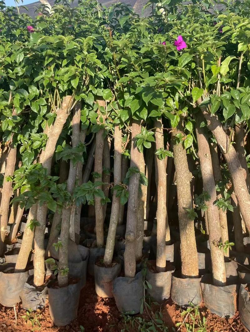 基地直供粗杆云南紫花安格斯三角梅杯苗营养袋苗绿化工程苗木