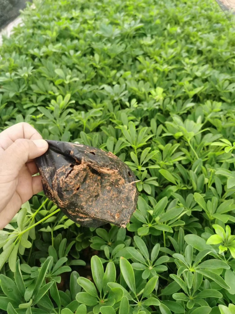 鹅掌柴、鸭脚木